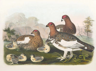 Der Salweiden-Lagopus - Daniel Giraud Elliot — Ansicht des Kunstwerks