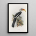 Tockus deckeni - Daniel Giraud Elliot — gerahmtes Bild an der Wand