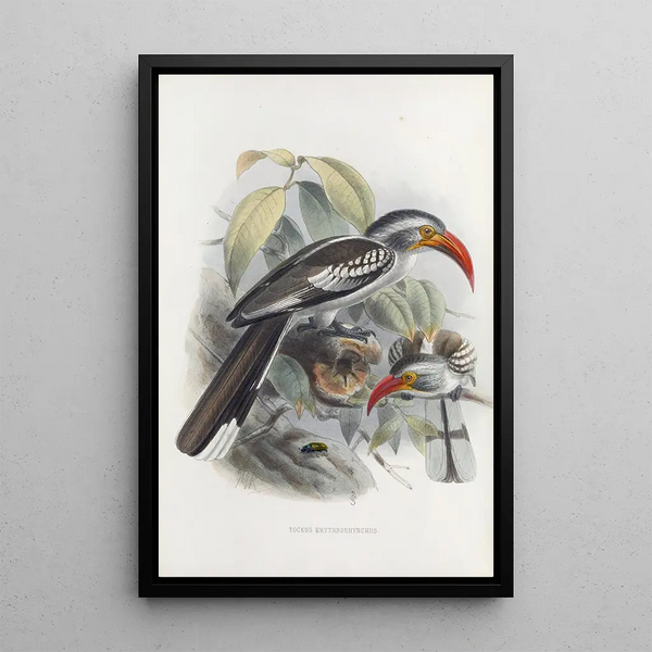 Tockus erythrorhynchus - Daniel Giraud Elliot — gerahmtes Bild an der Wand