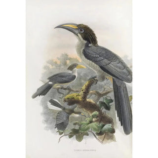 Daniel Giraud Elliot - Tockus gingalensis.webp