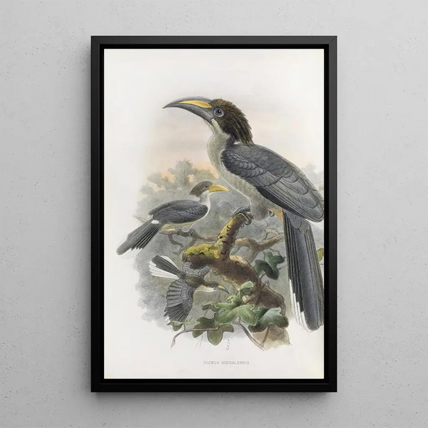 Tockus gingalensis - Daniel Giraud Elliot — gerahmtes Bild an der Wand