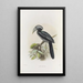Tockus hartlaubi - Daniel Giraud Elliot — gerahmtes Bild an der Wand