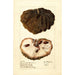 Reproduktion des Gemäldes Annona squamosa Anona No - Deborah Griscom Passmore