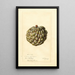 Reproduktion des Gemäldes Annona squamosa Sweet Sop - Deborah Griscom Passmore