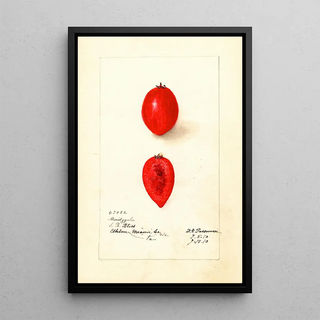 Deborah Griscom Passmore - Carissa macrocarpa Maritzgula.webp