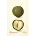 Casimiroa edulis - Deborah Griscom Passmore — Ansicht des Kunstwerks