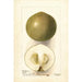 Casimiroa edulis Zapota Blanco - Deborah Griscom Passmore — Ansicht des Kunstwerks