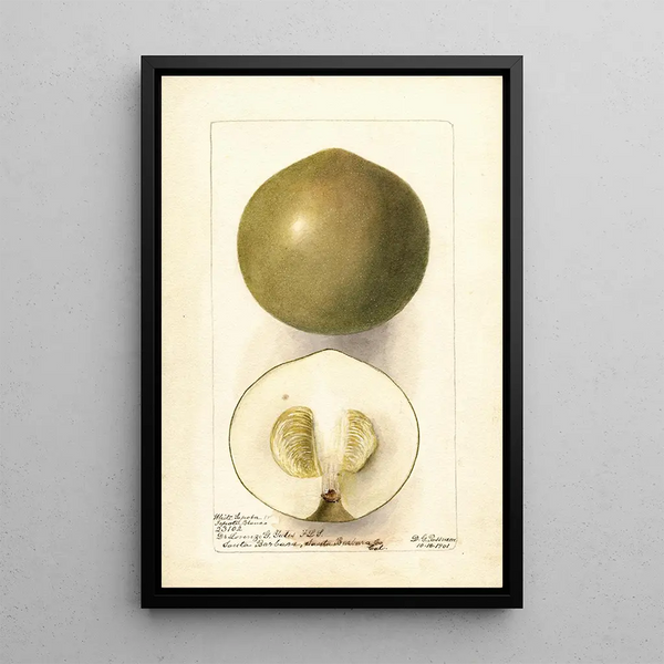Casimiroa edulis Zapota Blanco - Deborah Griscom Passmore — gerahmtes Bild an der Wand