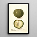 Casimiroa edulis - Deborah Griscom Passmore — gerahmtes Bild an der Wand