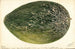 Citrullus lanatus Turkestan - Deborah Griscom Passmore — Ansicht des Kunstwerks