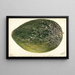 Citrullus lanatus Turkestan - Deborah Griscom Passmore — gerahmtes Bild an der Wand