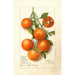 Citrus Calamondian - Deborah Griscom Passmore — Ansicht des Kunstwerks