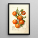 Citrus Calamondian - Deborah Griscom Passmore — gerahmtes Bild an der Wand