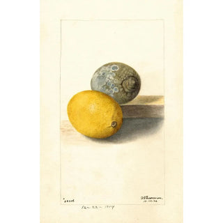 Deborah Griscom Passmore - Citrus limon.webp