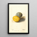 Citrus limon - Deborah Griscom Passmore — gerahmtes Bild an der Wand