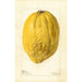 Citrus medica - Deborah Griscom Passmore — Ansicht des Kunstwerks