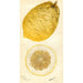 Citrus medica Lyman - Deborah Griscom Passmore — Ansicht des Kunstwerks
