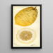 Citrus medica Lyman - Deborah Griscom Passmore — gerahmtes Bild an der Wand