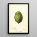 Reproduktion des Gemäldes Citrus medica Pomo d'Adams - Deborah Griscom Passmore