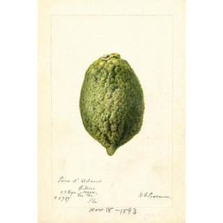 Deborah Griscom Passmore - Citrus medica Pomo dAdams.webp