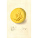 Citrus paradisi - Deborah Griscom Passmore — Ansicht des Kunstwerks
