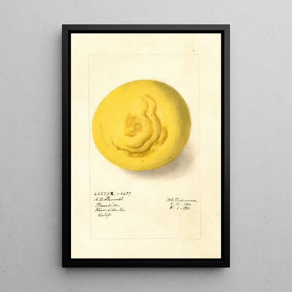 Citrus paradisi - Deborah Griscom Passmore — gerahmtes Bild an der Wand