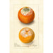 Citrus sinensis - Deborah Griscom Passmore — Ansicht des Kunstwerks