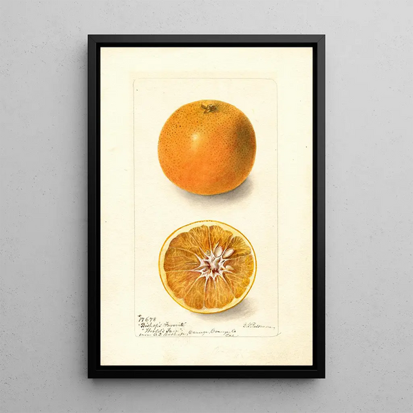 Citrus sinensis Bishops Favorite - Deborah Griscom Passmore — gerahmtes Bild an der Wand