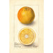 Citrus sinensis Conners Seedling - Deborah Griscom Passmore — Ansicht des Kunstwerks
