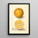 Citrus sinensis Conners Seedling - Deborah Griscom Passmore — gerahmtes Bild an der Wand