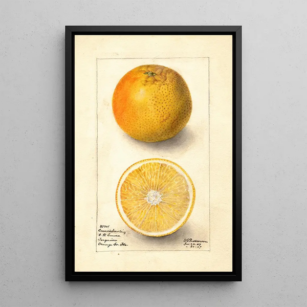 Citrus sinensis Conners Seedling - Deborah Griscom Passmore — gerahmtes Bild an der Wand