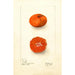 Citrus sinensis Early UnShu - Deborah Griscom Passmore — Ansicht des Kunstwerks