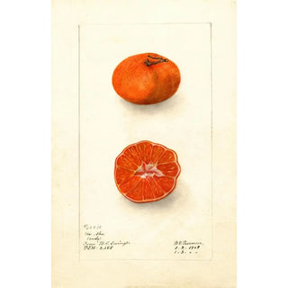 Deborah Griscom Passmore - Citrus sinensis Early UnShu.webp