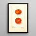 Citrus sinensis Early UnShu - Deborah Griscom Passmore — gerahmtes Bild an der Wand