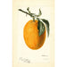 Citrus sinensis Joppa - Deborah Griscom Passmore — Ansicht des Kunstwerks