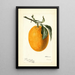 Citrus sinensis Joppa - Deborah Griscom Passmore — gerahmtes Bild an der Wand