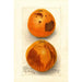 Citrus sinensis Washington Navel - Deborah Griscom Passmore — Ansicht des Kunstwerks
