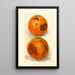 Citrus sinensis Washington Navel - Deborah Griscom Passmore — gerahmtes Bild an der Wand