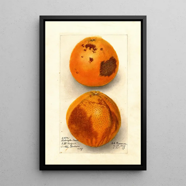 Citrus sinensis Washington Navel - Deborah Griscom Passmore — gerahmtes Bild an der Wand