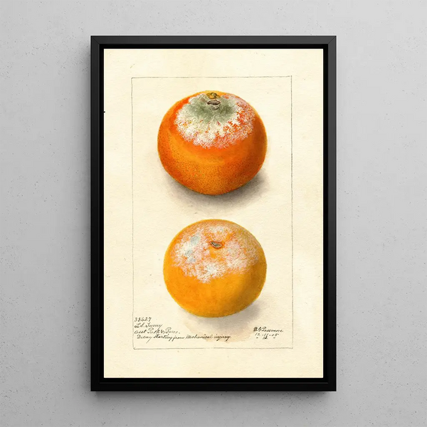 Citrus sinensis - Deborah Griscom Passmore — gerahmtes Bild an der Wand