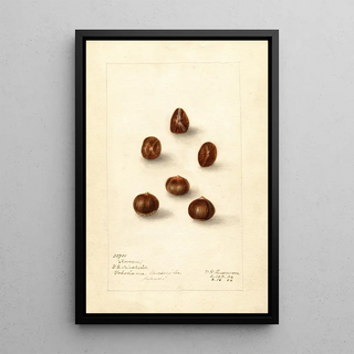 Deborah Griscom Passmore - Corylus Korean.webp