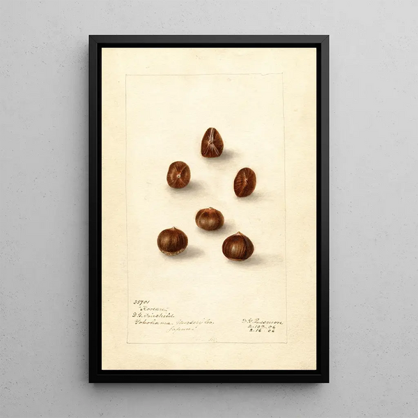 Corylus Korean - Deborah Griscom Passmore — gerahmtes Bild an der Wand