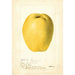 Cydonia oblonga Chinese - Deborah Griscom Passmore — Ansicht des Kunstwerks