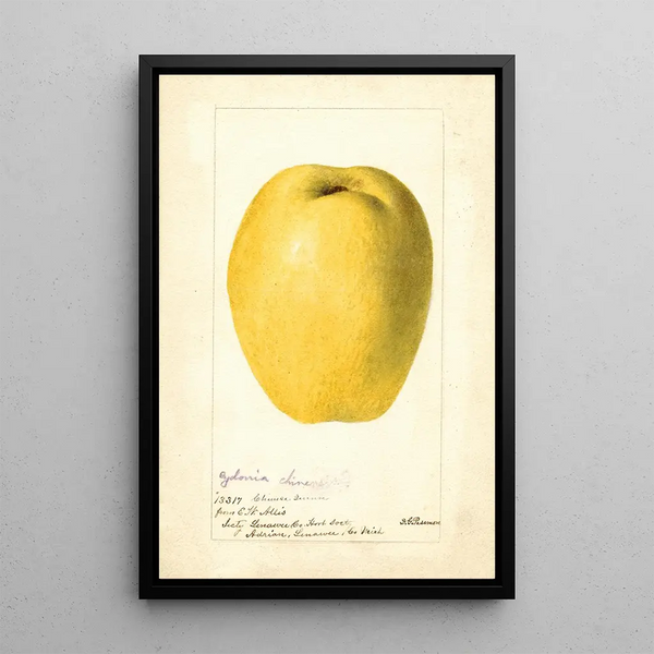 Cydonia oblonga Chinese - Deborah Griscom Passmore — gerahmtes Bild an der Wand