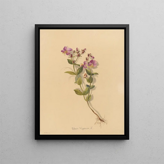 Deborah Griscom Passmore - Deborah Griscom Passmore watercolor album Pl21.webp