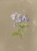 Album Aquarell von Deborah Griscom Passmore Pl36 - Deborah Griscom Passmore — Ansicht des Kunstwerks