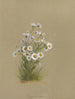 Album Aquarell von Deborah Griscom Passmore Pl50 - Deborah Griscom Passmore — Ansicht des Kunstwerks