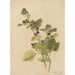Album d'aquarelles de Deborah Griscom Passmore Pl55 - Deborah Griscom Passmore — Ansicht des Kunstwerks