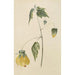 Album d'aquarelles de Deborah Griscom Passmore Pl65 - Deborah Griscom Passmore — Ansicht des Kunstwerks