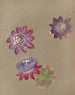 Album Aquarell von Deborah Griscom Passmore Pl74 - Deborah Griscom Passmore — Ansicht des Kunstwerks